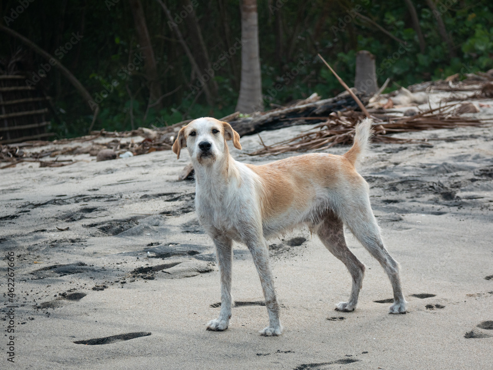 White and Yellow Mongrel Dog Standing in the Sand of Palomino's Beach and Looking t the Camera in La Guajira, Colombia White and Yellow Mongrel Dog Standing in the Sand of Palomino's Beach and Looking t the Camera in La Guajira, Colombia