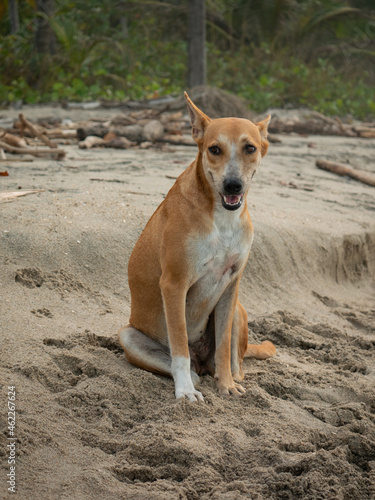 White and Yellow Mongrel Dog Sitting in the Sand of Palomino's Beach in La Guajira, Colombia