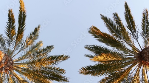 Palms in Los Angeles  California  USA. Summertime aesthetic of Santa Monica and Venice Beach on Pacific ocean. Clear blue sky and iconic palm trees. Atmosphere of Beverly Hills in Hollywood. LA vibes.