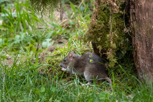 Brown Rat Feeding in Grass  County Laois  Ireland