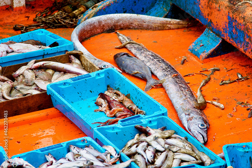 Incredible fish fresh from the sea on a boat