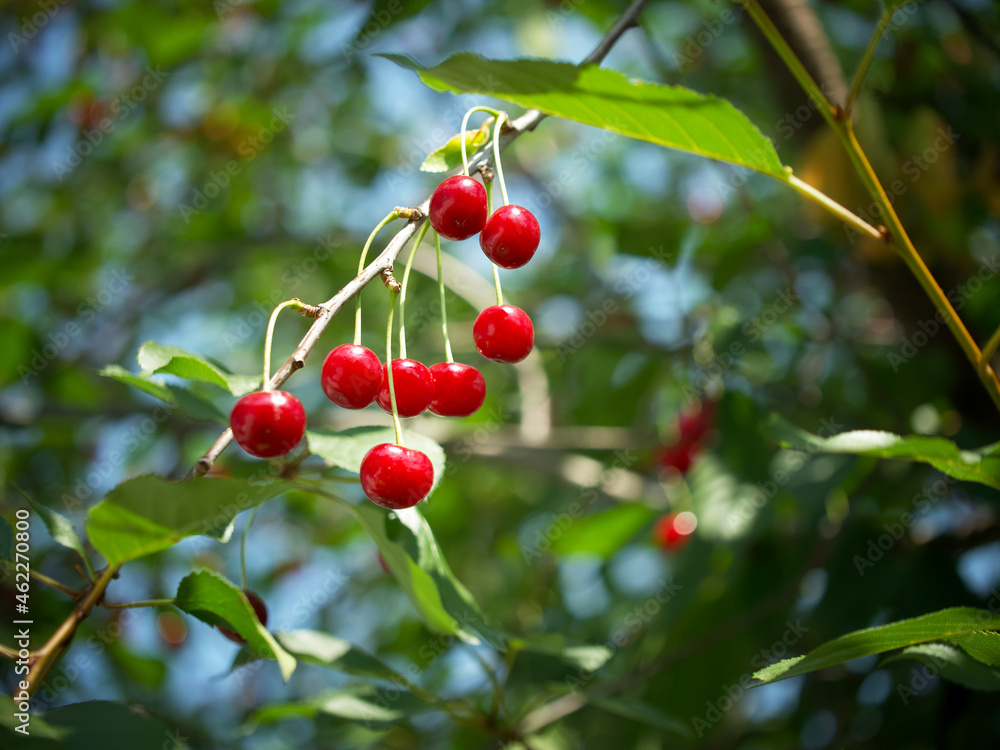 Ripe red cherries on a tree branch, a close-up shot.