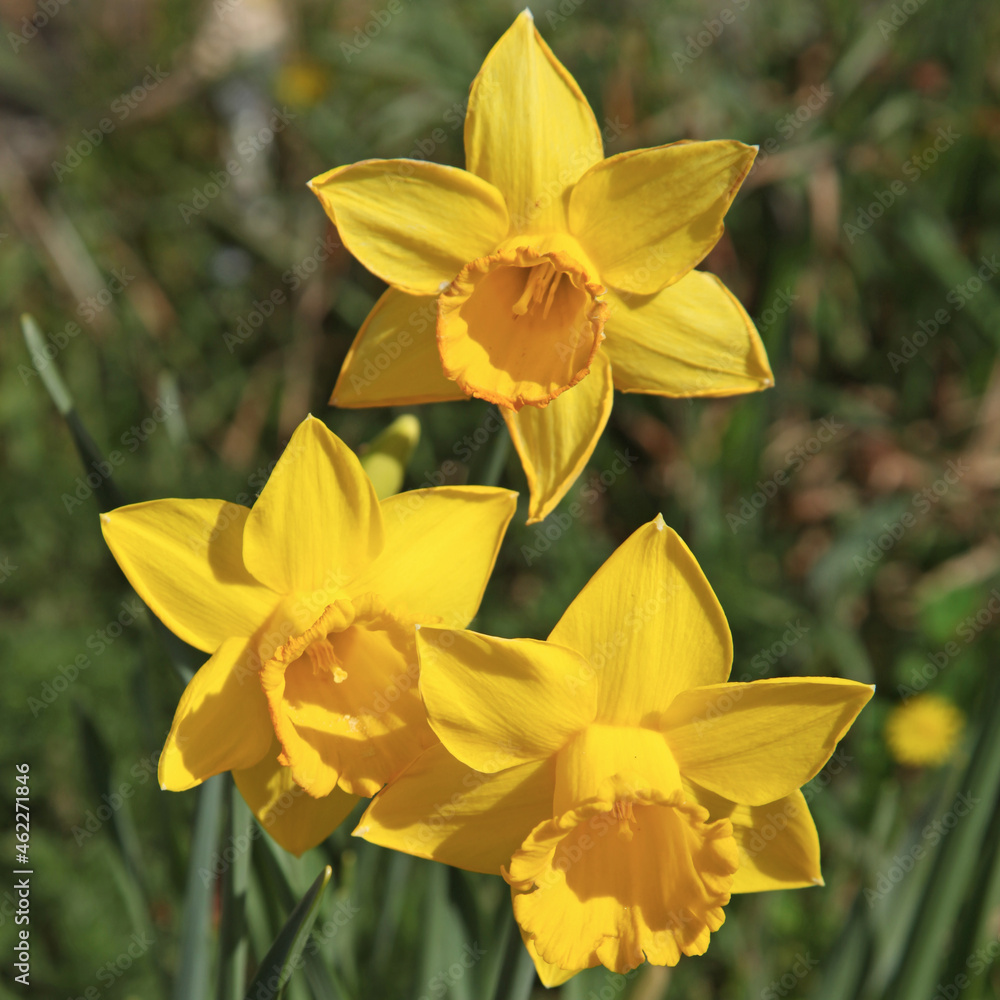Narcisse jaune Narcisse jaune