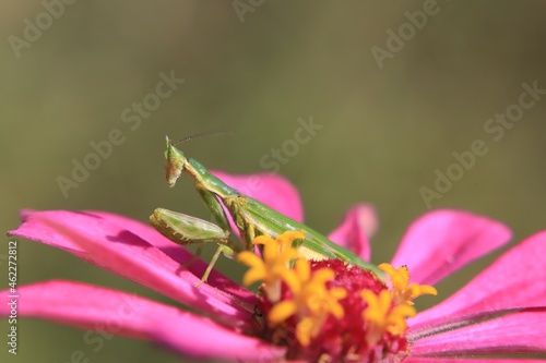praying mantis on flower