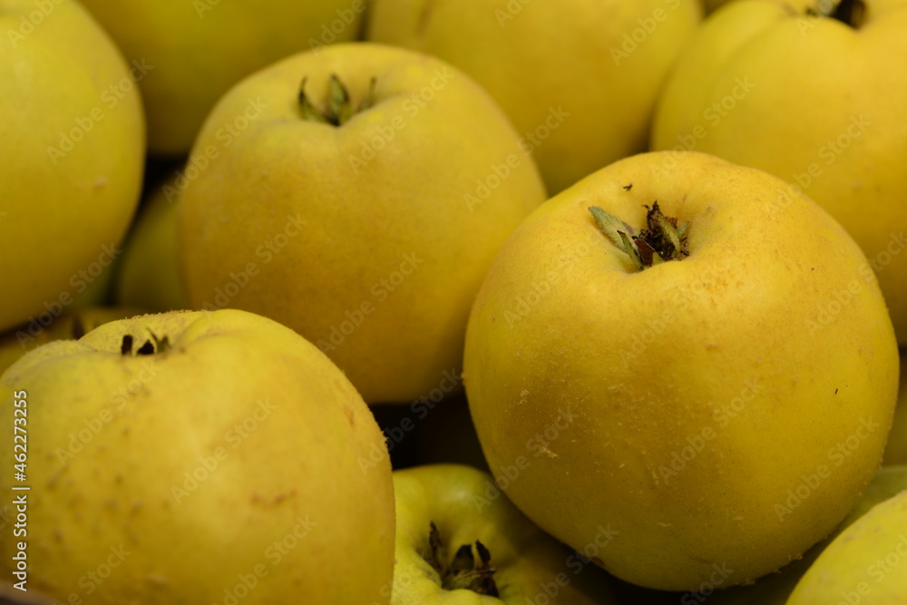 Yellow ripe fresh quince fruits appleshape closeup, cydonia fruits background. Yellow ripe fresh quince fruits appleshape closeup, cydonia fruits background.