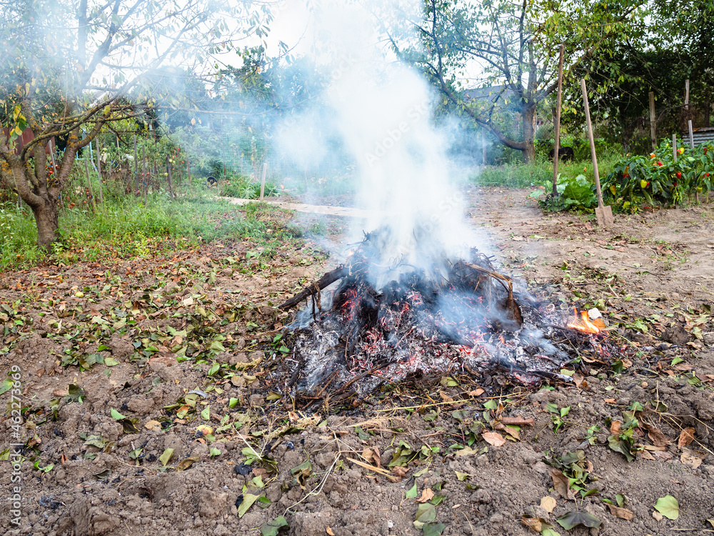 plants removed from garden are burned at stake in autumn twilight plants removed from garden are burned at stake in autumn twilight