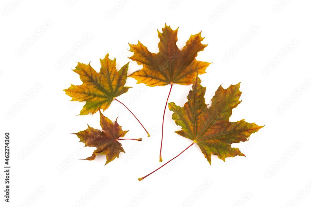 Colored autumn maple leaves on a white background. Colored autumn maple leaves on a white background.