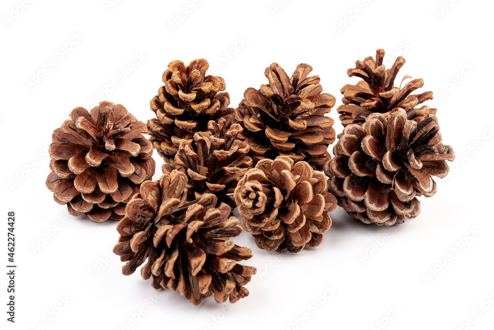 Pine cones isolated on a white background, photography Pine cones isolated on a white background, photography