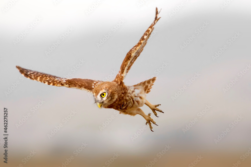 Obraz premium Flying owl. Nature background. Little Owl. Athene noctua.
