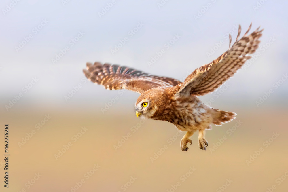 Fototapeta premium Flying owl. Nature background. Little Owl. Athene noctua.