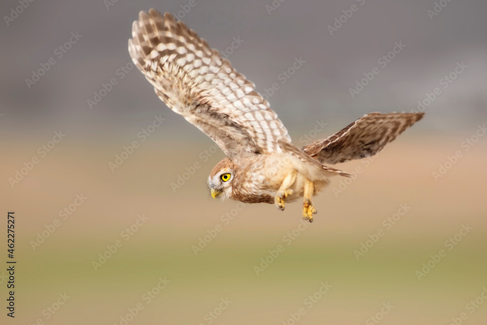 Fototapeta premium Flying owl. Nature background. Little Owl. Athene noctua.