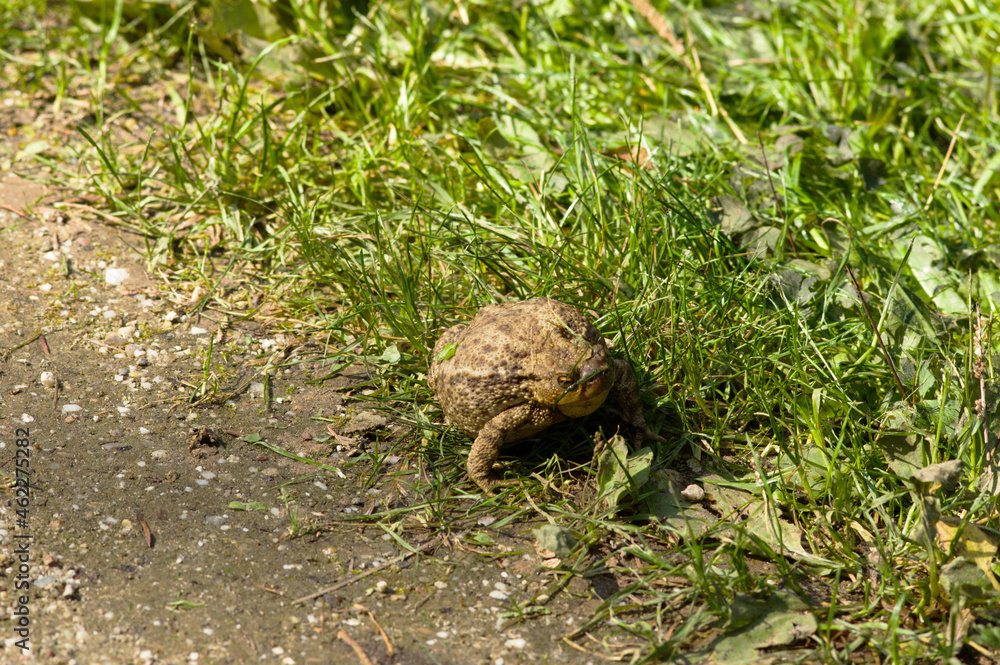 Closeup of a fat brown frog in the grass Closeup of a fat brown frog in the grass
