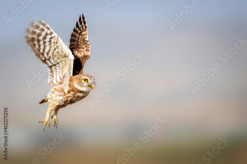 Flying owl. Nature background.  Little Owl. Athene noctua.