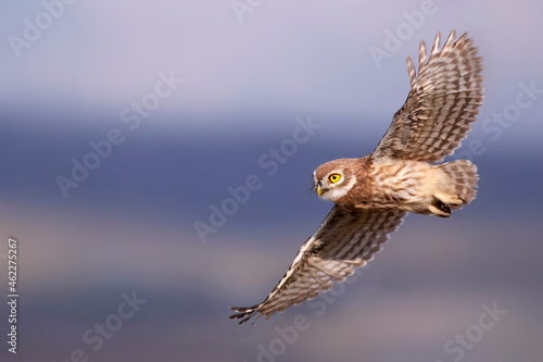 Flying owl. Nature background.  Little Owl. Athene noctua.