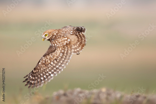 Flying owl. Nature background.  Little Owl. Athene noctua. © serkanmutan