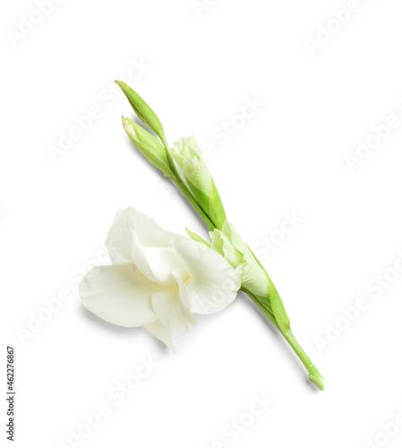 Beautiful gladiolus flower on color background