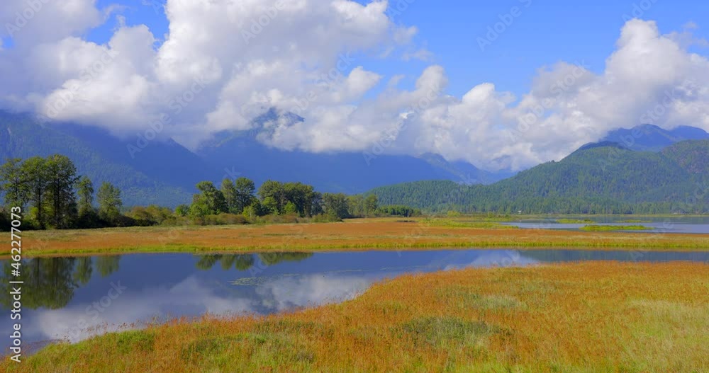 Establishing shot of Swamp in the Park with Wildlife in Vancouver, Canada, North America. Day time on September 2021. Still camera view. ProRes 422 HQ. Establishing shot of Swamp in the Park with Wildlife in Vancouver, Canada, North America. Day time on September 2021. Still camera view. ProRes 422 HQ.
