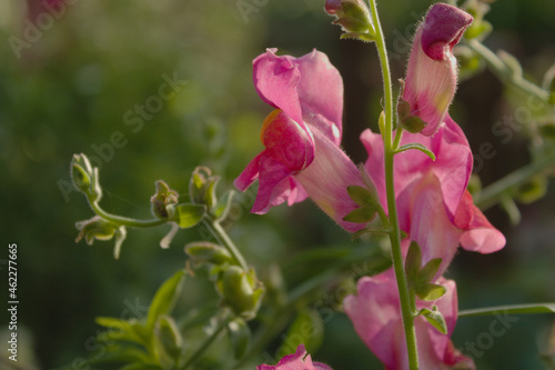 Wallpaper Mural pink and yellow flowers antirrhinum majusflower Torontodigital.ca