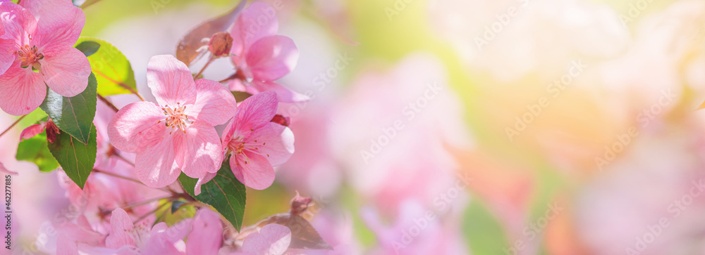 Fototapeta Spring background - pink flowers of apple tree on the background of a blooming garden. Horizontal banner with blurred space for text