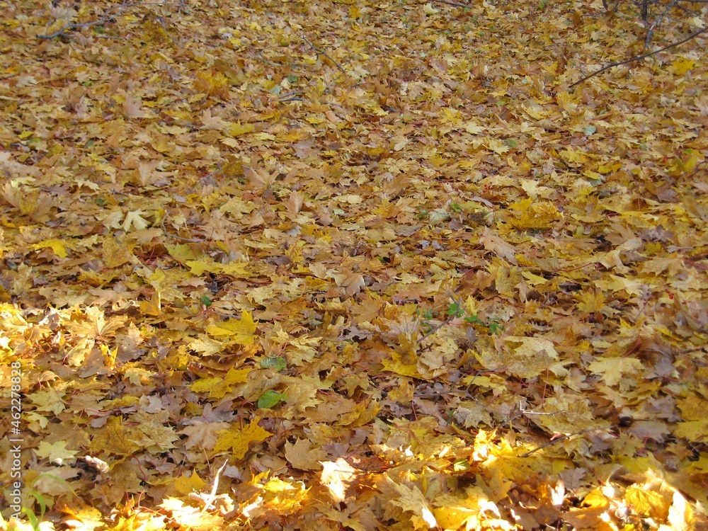 Autumn background - fallen yellow maple leaves Autumn background - fallen yellow maple leaves