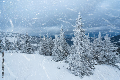 fir trees and mountains covered with snow. beautiful winter landscape