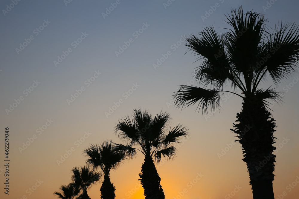Landscape of a palm tree at sunset.