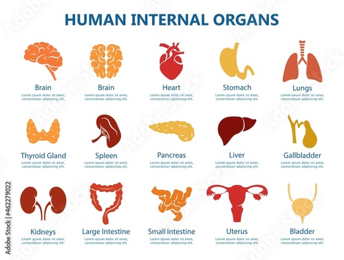 Human internal organs. Icon set. Medicine, health and education concept. Human anatomy banner design elements. Isolated. Vector illustration