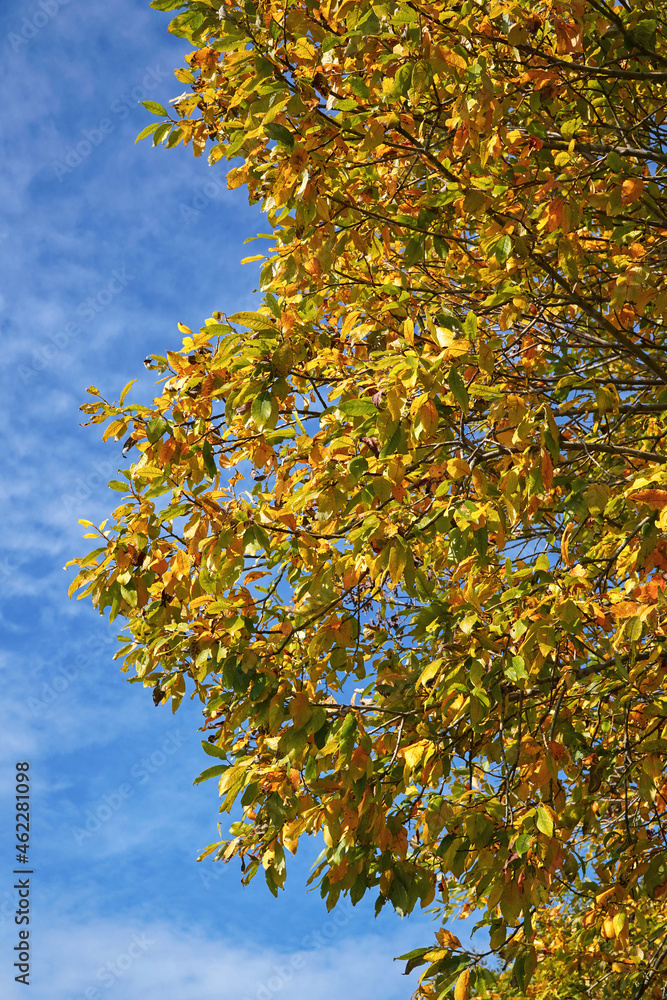 autumn orange leaves against blue sky autumn orange leaves against blue sky