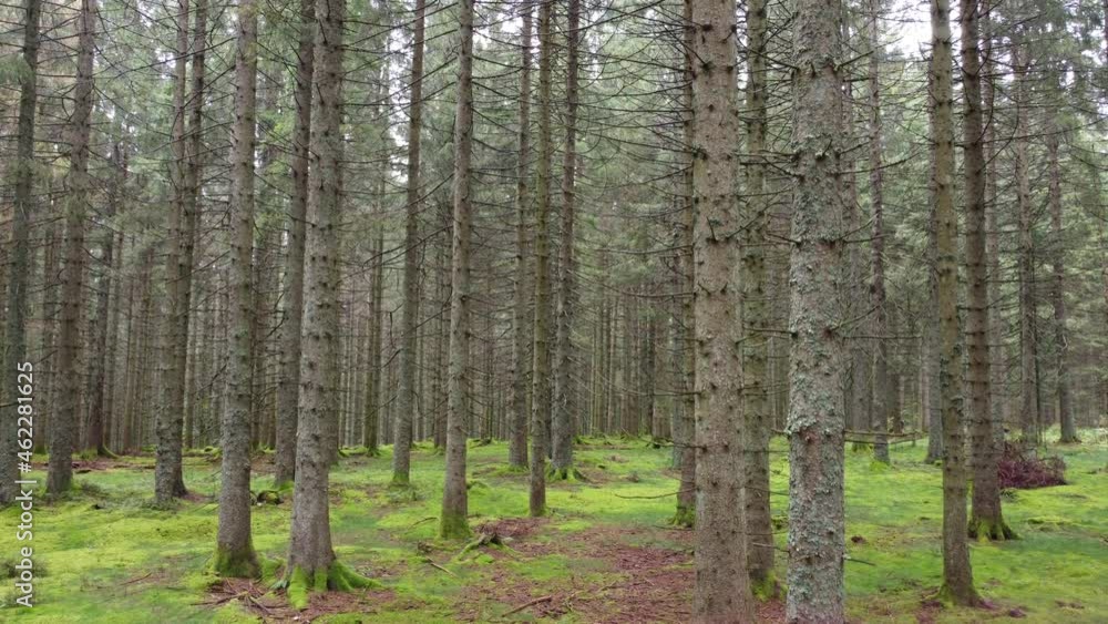 Drohnenaufnahme durch Nadelwald Drohnenaufnahme durch Nadelwald