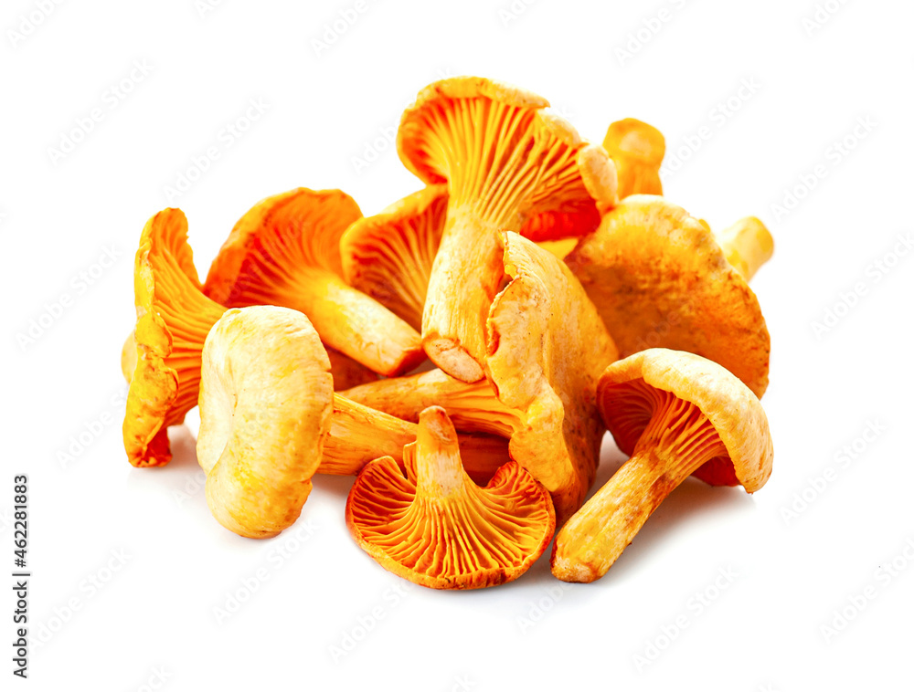 Chanterelles mushrooms Chanterelles mushrooms
