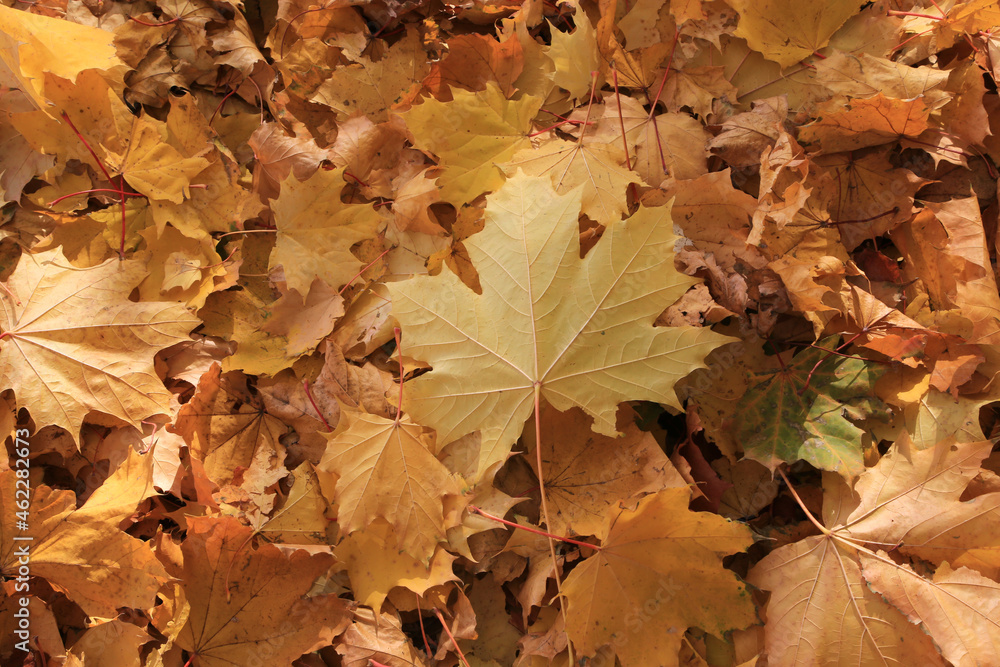 Autumn background from fallen leaves of maple tree
