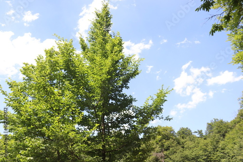 green forest and blue sky