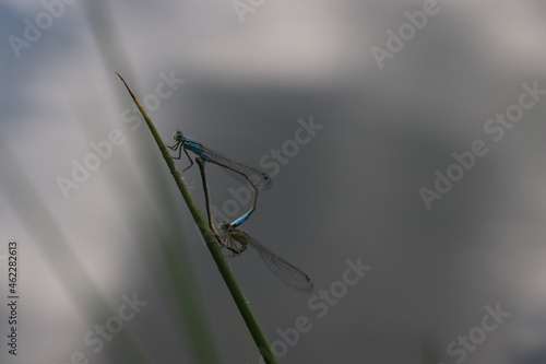 dragonfly on a leaf