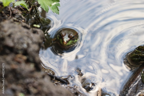 frog in water