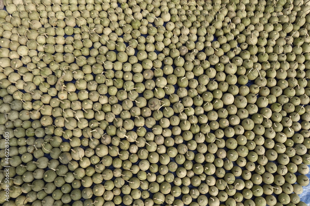 Ripe Wood Apple fruits (Limonia Acidissima) are lined up under the open sun for drying. Ripe Wood Apple fruit pattern background. Close Up views of wood apple fruits. Ripe Wood Apple fruits (Limonia Acidissima) are lined up under the open sun for drying. Ripe Wood Apple fruit pattern background. Close Up views of wood apple fruits.