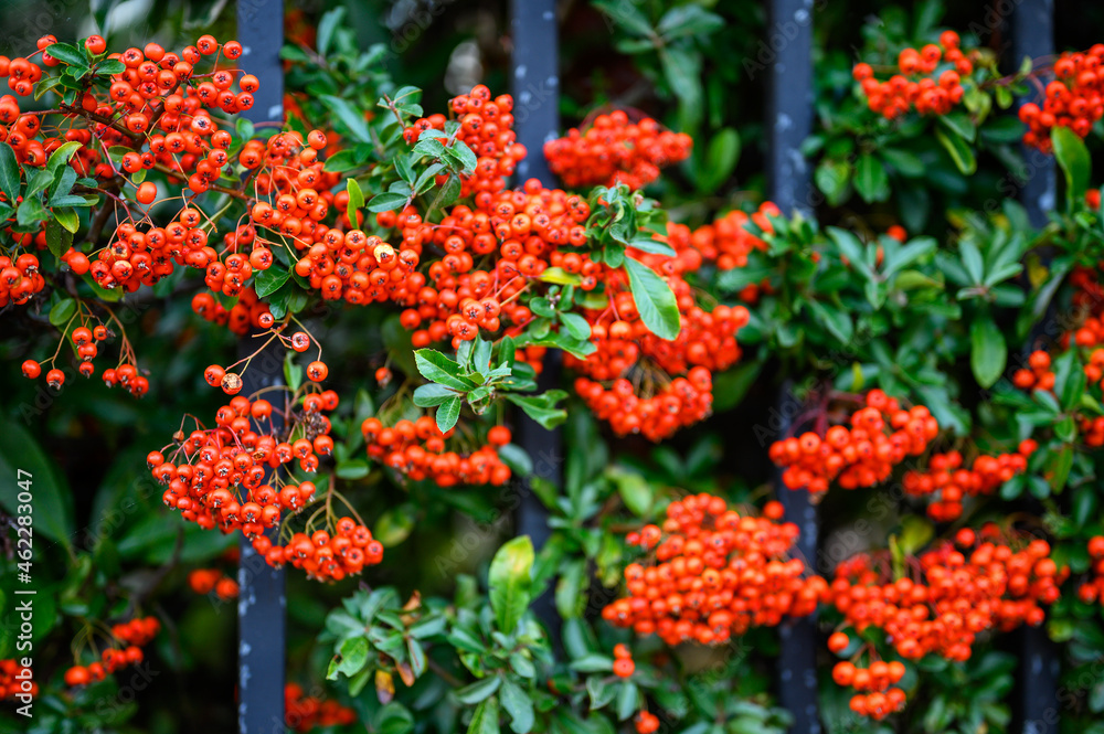 Hawthorn hedge with red hawthorn berries and black railings. This hawthorn hedge forms the boundary to a front garden and the red berries make attractive screening. Shallow depth of field.
