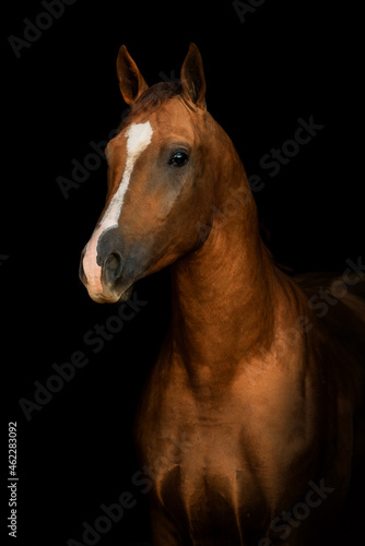 Portrait of don breed horse isolated on black background