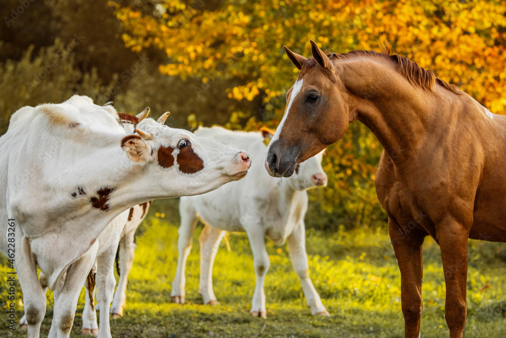 Don breed horse with a cow in autumn