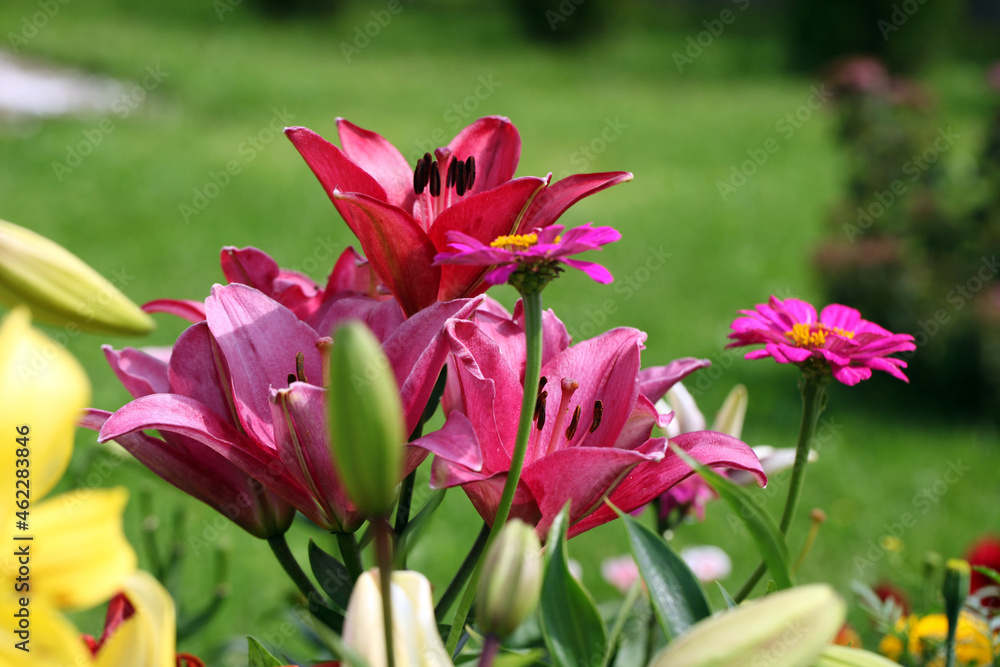 Red and burgundy lily flowers, on a background of green grass, close-up.