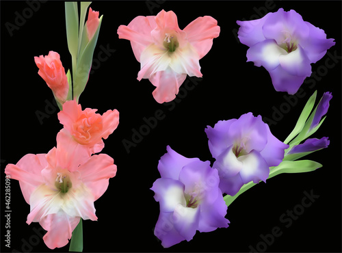 set of violet and pink gladiolus flowers isolated on black