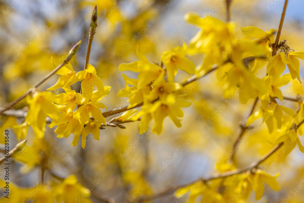 tree branches in group of small yellow flowers tree branches in group of small yellow flowers