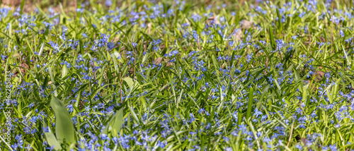 large group of squills blue flowers in green grass