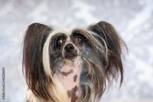 Black and white chinese crested hairless dog
