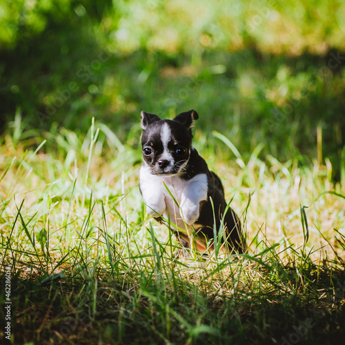 Pretty black and white Chihuahua puppy on green grass