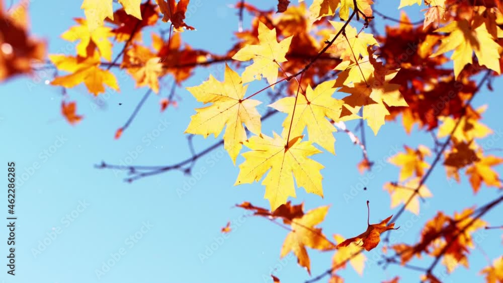 Super slow motion of falling autumn maple leaves against clear blue sky. Filmed on high speed cinema camera, 1000 fps. Super slow motion of falling autumn maple leaves against clear blue sky. Filmed on high speed cinema camera, 1000 fps.
