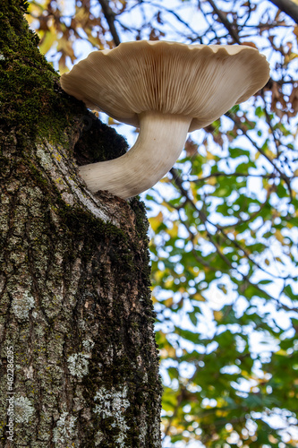 Hypsizigus Ulmarius Mushroom Growing Out of Tree Gnarl