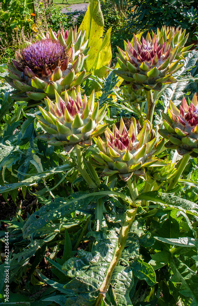 Colorful Cynara Flowers , Centre-du-Quebec, Canada Colorful Cynara Flowers , Centre-du-Quebec, Canada