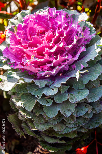 Purple Cabbage Close-up , Centre-du-Quebec, Canada