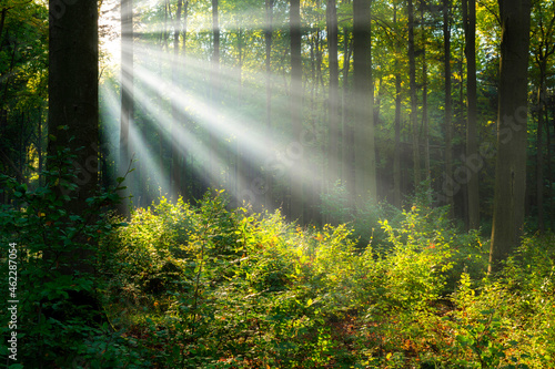 Fototapeta Naklejka Na Ścianę i Meble -  Beautiful sunny morning in the green forest