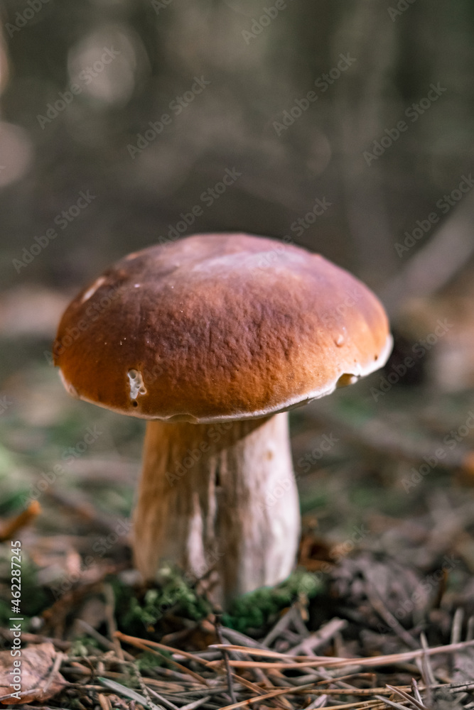 Beautiful boletus edulis mushroom in a forest. White mushroom in sunny day. Beautiful boletus edulis mushroom in a forest. White mushroom in sunny day.